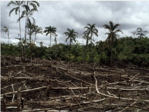 Devastation of Amazonian Rainforest to Plant Annual Crops