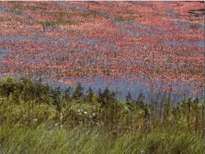 Floating Cranberries Turn a Bog Pinkish Red