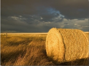 Landscape and Hay Roll in Alberta, Canada