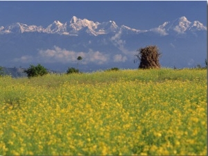 Landscape of Yellow Flowers of Mustard Crop the Himalayas in the Background, Kathmandu, Nepal
