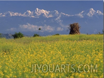 Landscape of Yellow Flowers of Mustard Crop the Himalayas in the Background, Kathmandu, Nepal