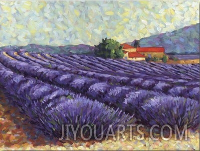 Lavender Fields II