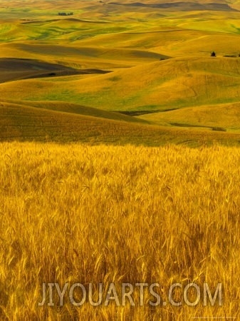 Mid Season Fields Rolling Hills, Palouse, Washington, USA