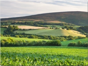 Summer Crop Field Near Tivington, Exmoor National Park, Somerset, England, United Kingdom, Europe