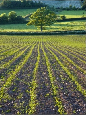 Summer Crops Growing in a Field Near Morchard Bishop, Crediton, Devon, England, United Kingdom