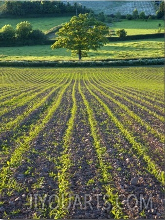 Summer Crops Growing in a Field Near Morchard Bishop, Crediton, Devon, England, United Kingdom