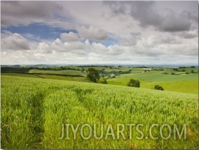 Summer Crops Growing in a Mid Devon Field, Crediton, Devon, England, United Kingdom, Europe