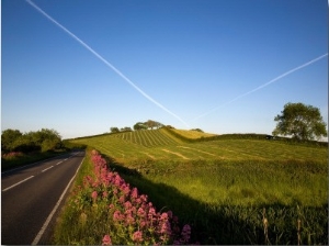 Valerian Wildflowers at the Roadside, Near Strangford, County Down, Ireland