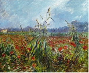 Field of Wild Poppies