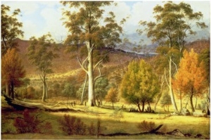 Natives in the Eucalypt Forest on Mills Plains, Patterdale Farm