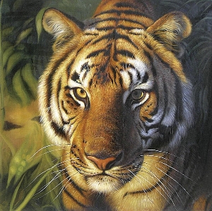 tiger