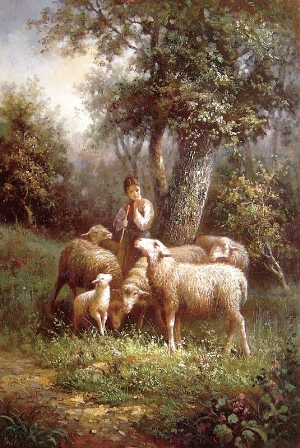 sheep in the field