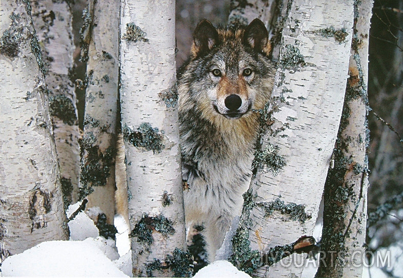 snow wolf in among the trees