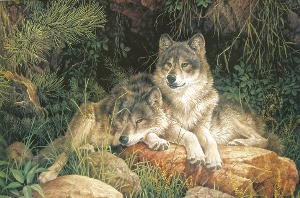 two wolves laying together