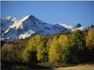 Autumnal View of Aspen Trees and the Rocky Mountains