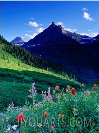 Colourful Wildflowers and Mountain Backdrop Near Logan Pass, Glacier National Park, Montana, USA