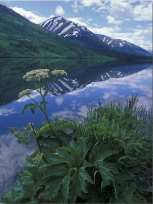 Summit Lake, Cow Parsnip, Lake and Mountains, Alaska