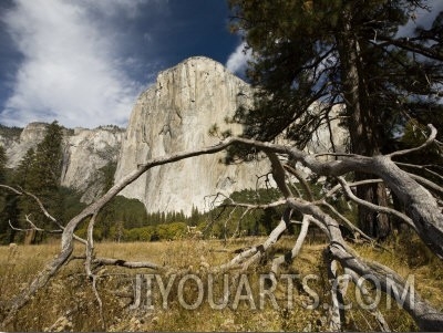 Tree Branch and the El Capitan Mountain Face