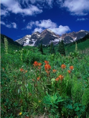 Wild Flowers and Mountain Maroon Bell, CO