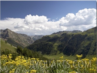 Wildflowers and Mountains Near Cinnamon Pass, Uncompahgre National Forest, Colorado