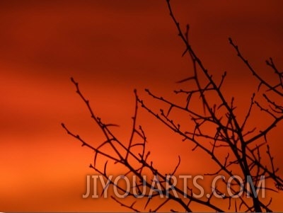 Sillhouette of Tree Branches Against Fiery Red and Orange Sunset Illuminating the Night Sky
