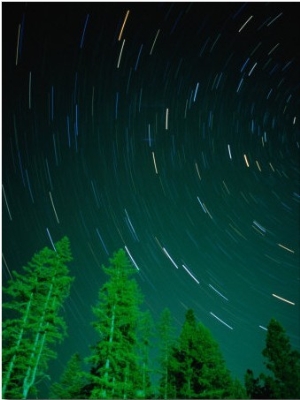Star Trails and Pine Trees in Night Sky, Montana, USA