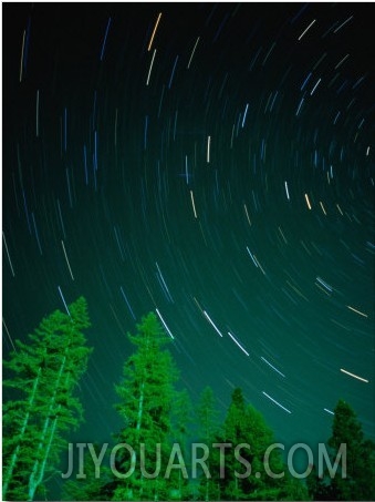 Star Trails and Pine Trees in Night Sky, Montana, USA