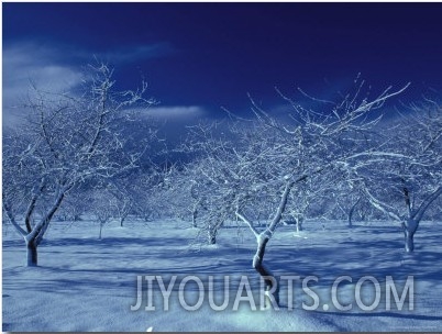 Orchard in Winter