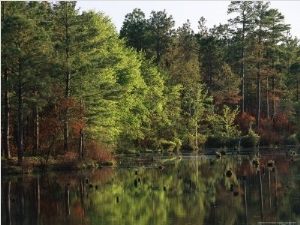 Reflections of Trees on Pool D