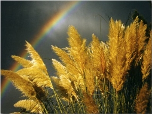 Pampas Grass and Rainbow, Sedona, Arizona, USA