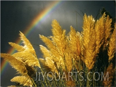 Pampas Grass and Rainbow, Sedona, Arizona, USA
