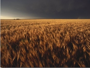 Summer Thunder Storm Approaches Wheat Field, Kansas