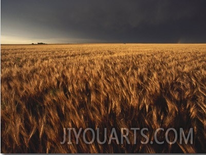 Summer Thunder Storm Approaches Wheat Field, Kansas