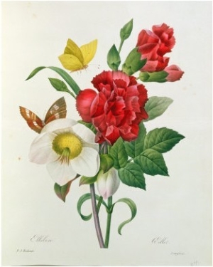 Christmas Rose, Helleborus Niger and Red Carnation, Les Choix Des Plus Belles Fleurs Redoute