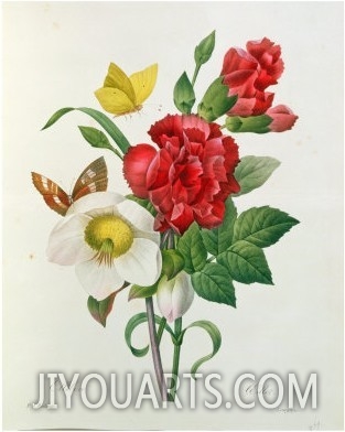 Christmas Rose, Helleborus Niger and Red Carnation, Les Choix Des Plus Belles Fleurs Redoute