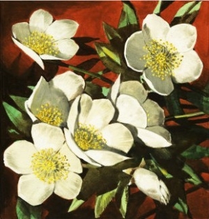 Christmas Roses