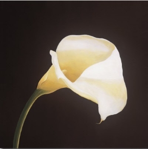 Calla Lily