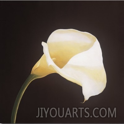 Calla Lily