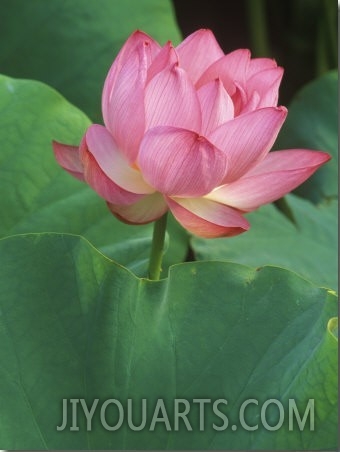 Ohga Lotus, Sankei en Garden, Yokohama, Japan