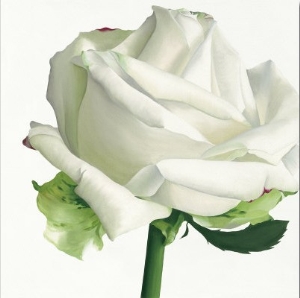 White Rose I