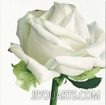 White Rose I