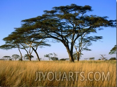 Acacia Trees on Serengeti Plains, Serengeti National Park, Tanzania