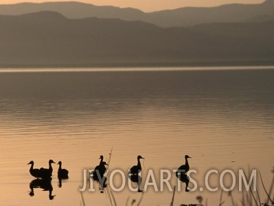 Waterfowl on the Lake Silhouetted at Dawn, Lake Baringo, Rift Valley, Kenya