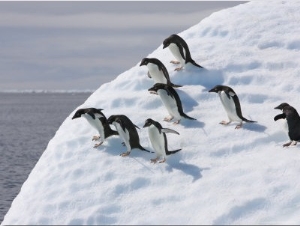 Adelie Penguins Balance on Iceberg, Antarctic Peninsula