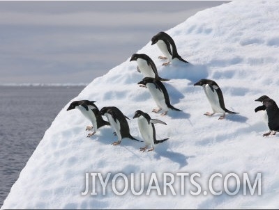 Adelie Penguins Balance on Iceberg, Antarctic Peninsula