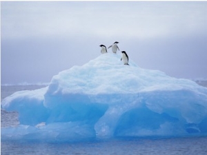 Adelie Penguins on Iceberg, Paulet Island, Antarctica, Polar Regions1