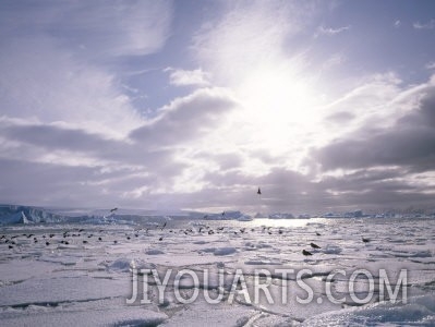 Dominican Gulls and Skuas on Pack Ice, Antarctica, Polar Regions