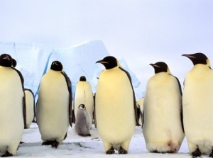 Emperor Penguins, Atka Bay, Weddell Sea, Antarctic Peninsula, Antarctica