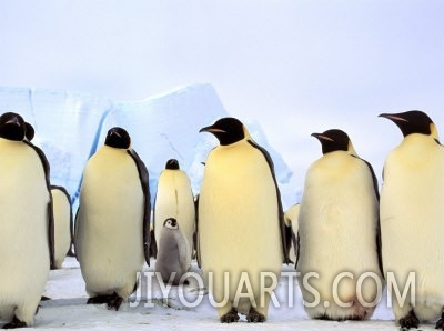 Emperor Penguins, Atka Bay, Weddell Sea, Antarctic Peninsula, Antarctica