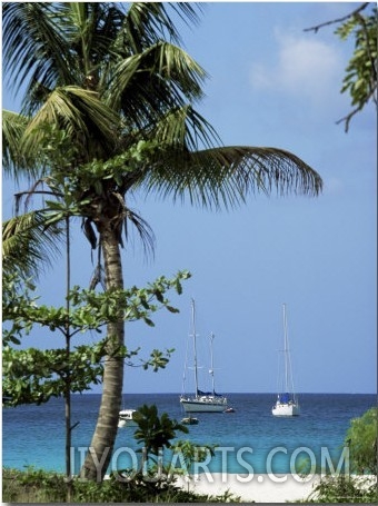 Yachts and Palms, Barbados, West Indies, Caribbean, Central America